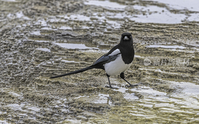 黑嘴喜鹊(Pica hudsonia)，也被称为美国喜鹊，是一种栖息在北美西部的乌鸦科鸟类。黄石国家公园。